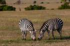 Two common or plains zebras grazing Masai Mara National Reserve-Kenya Art Print